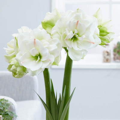 Амариліс White Amadeus (Вайт Амадеус)