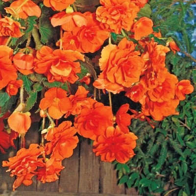 Бегонія Pendula Caskade Рожева