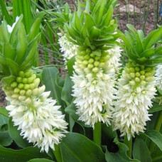 Эукомис Autumnalis
