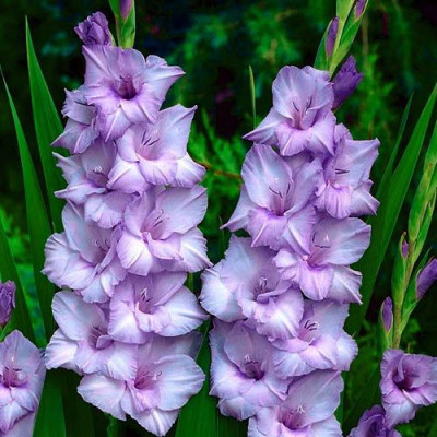 Гладиолус Blue Tropic (3шт)