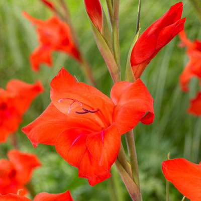 Гладиолус Mirella (3шт)