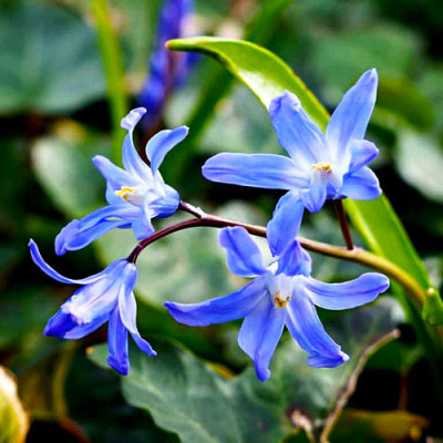 Хионодокса Blue Giant (луковицы, 3 шт)
