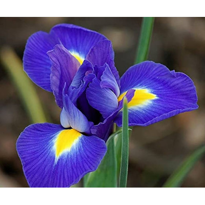 Ірис Hollandica Blue Magic (цибулини, 2 шт)
