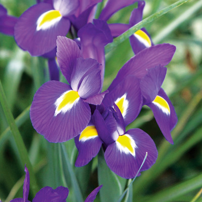 Ірис Hollandica Purple Sensation (2 шт.)