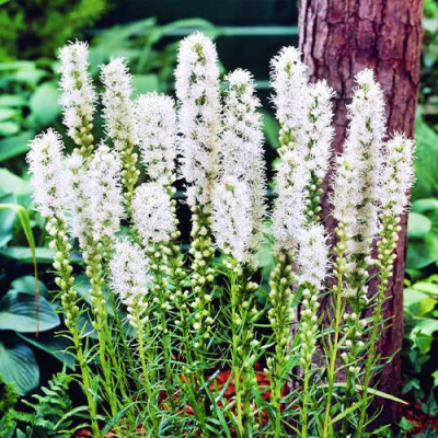 Лиатрис Floristan Alba (2 шт)