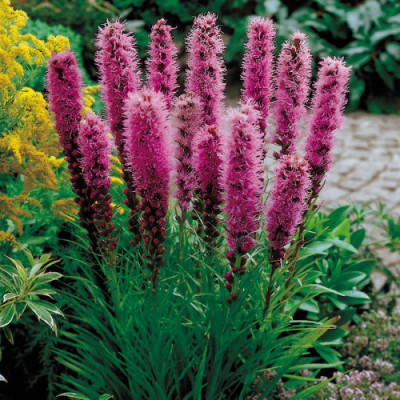 Ліатріс Spicata (2 шт)