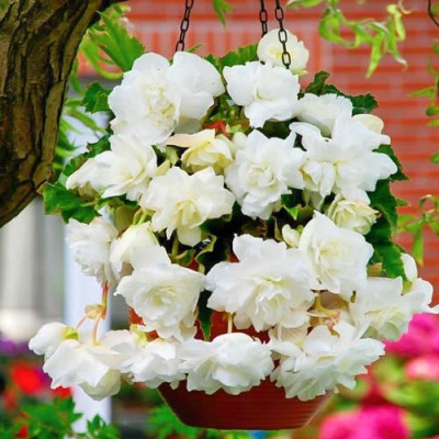 Бегония Pendula Белая