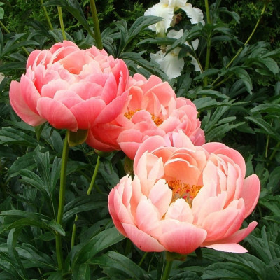 Півонія Трав'яниста Coral Charm (кореневище)