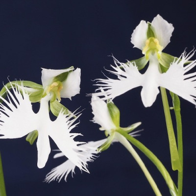 Поводник Habenaria