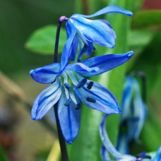 Пролеска Spring Beauty (Спринг Бьюти) / луковицы, 3 шт