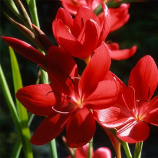 Схозостилис Coccinea