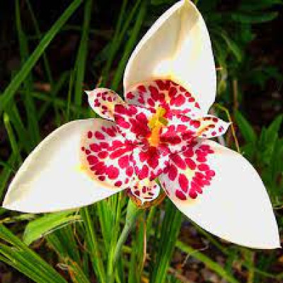 Тігрідія Alba Grandiflora (3 шт.)