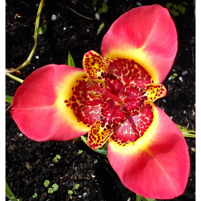 Тігрідія Speciosa (3 шт.)