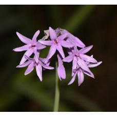Тульбагия Violacea