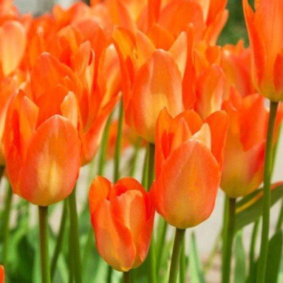 Тюльпан Orange Emperor (Оранж Ємперор) / цибулини, 2 шт