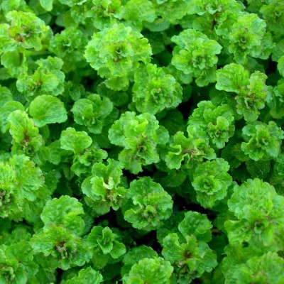 М'ята кучерява Кріспа (Mentha Crispa)