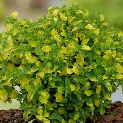 М'ята імбирна Джинжер Мінт (Mentha Ginger Mint)