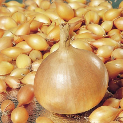 Цибуля Сіянка (сівок) Геркулес F1 (1 кг)