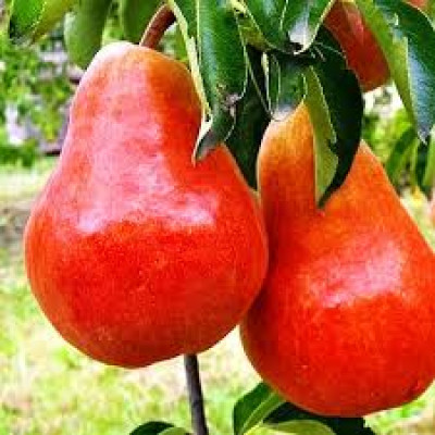 Груша Долорес (дворічна)