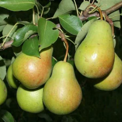 Груша Роксолана (дворічна)