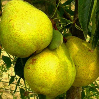 Груша Золотоворотская