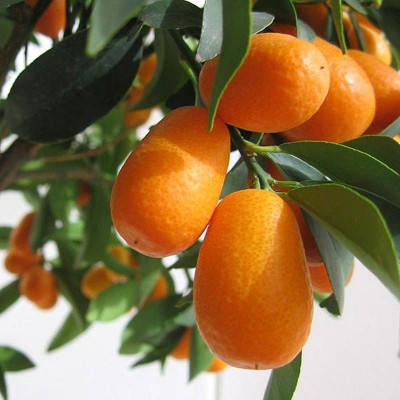 Кумкват Маргарита