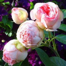 Троянда Чарминг Піано