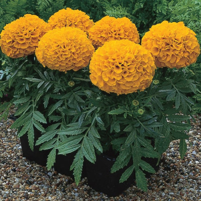 Чорнобривці низькі Antigua Orange F1 / насіння 5 шт.