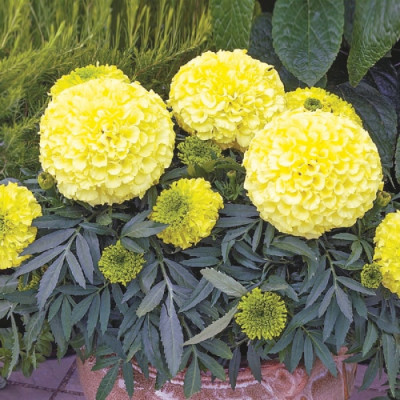 Чорнобривці низькі Antigua Yellow F1 / насіння 5 шт.