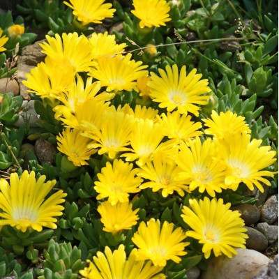 Делосперма Йеллоу Айс Плант (Yellow Ice Plant) / ЗКС