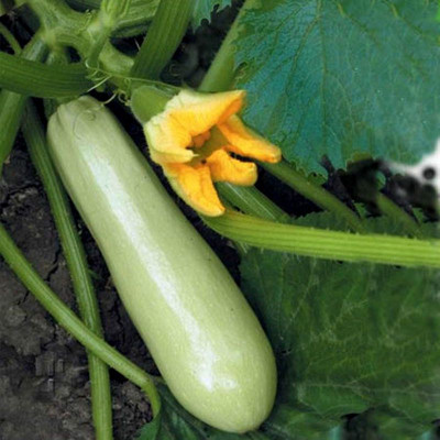 Кабачок Чаклун / 20 г.