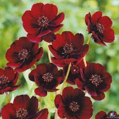 Космея шоколадна Cosmos atrosanguineus