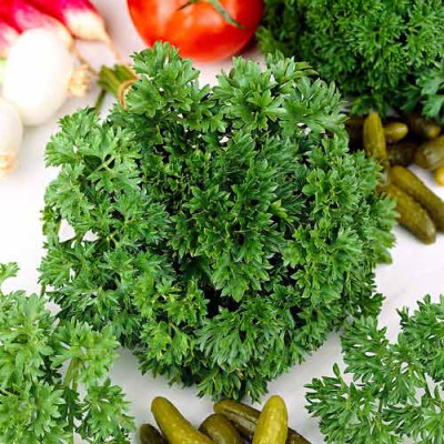Петрушка кучерява Парамоунт / 10 г.