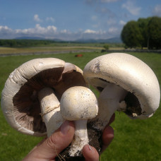 Шампиньон садовый / мицелий грибов, 50 г.