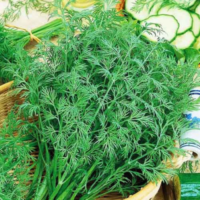 Кріп Алігатор / насіння 500 г.
