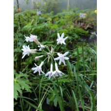 Тульбагия Violacea Alba 