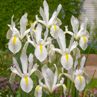 Іриси Hollandica White (5шт.)