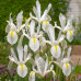 Іриси Hollandica White (5шт.) Іриси Hollandica White (5шт.)