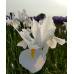 Іриси Hollandica White (5шт.)