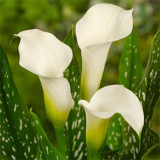 Калла Albomaculata