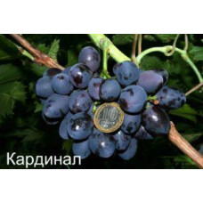 Виноград Кардинал