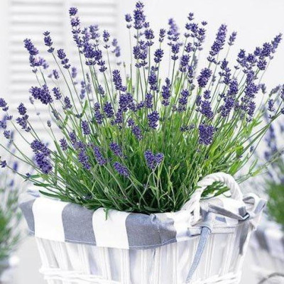 Лаванда Essence Purple (ВКС)
