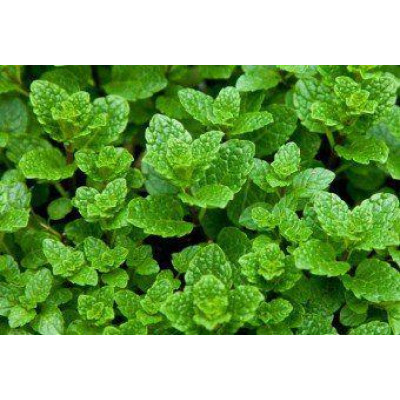 М'ята марокканська (Mentha Moroccan)