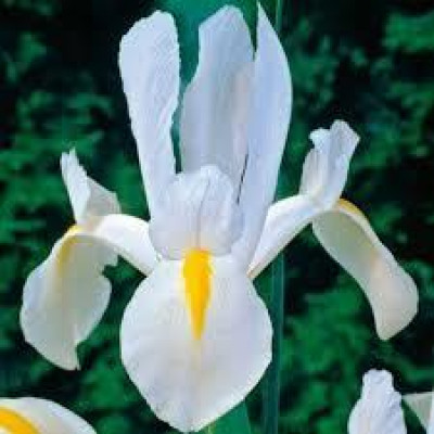 Ірис Hollandica Білий (2 шт.)