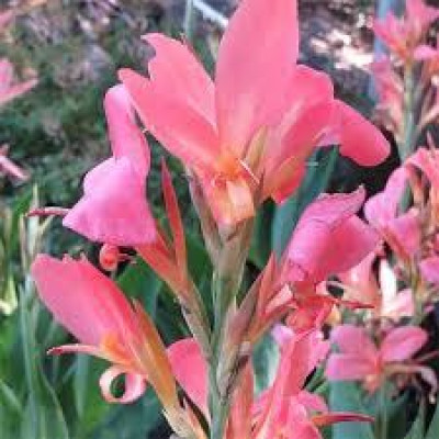Канна Pink Futurity