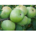 Саженцы яблони Семиренко