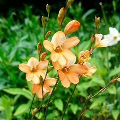 Тритон Laxifolia (3 шт.)