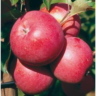 Яблоня Эмбасси (двухлетняя)