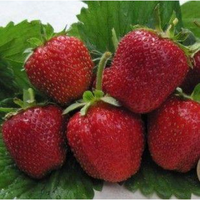Клубника Зефир (ОКС) 5штк
