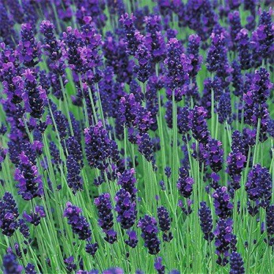 Лаванда Hidcote (ВКС)